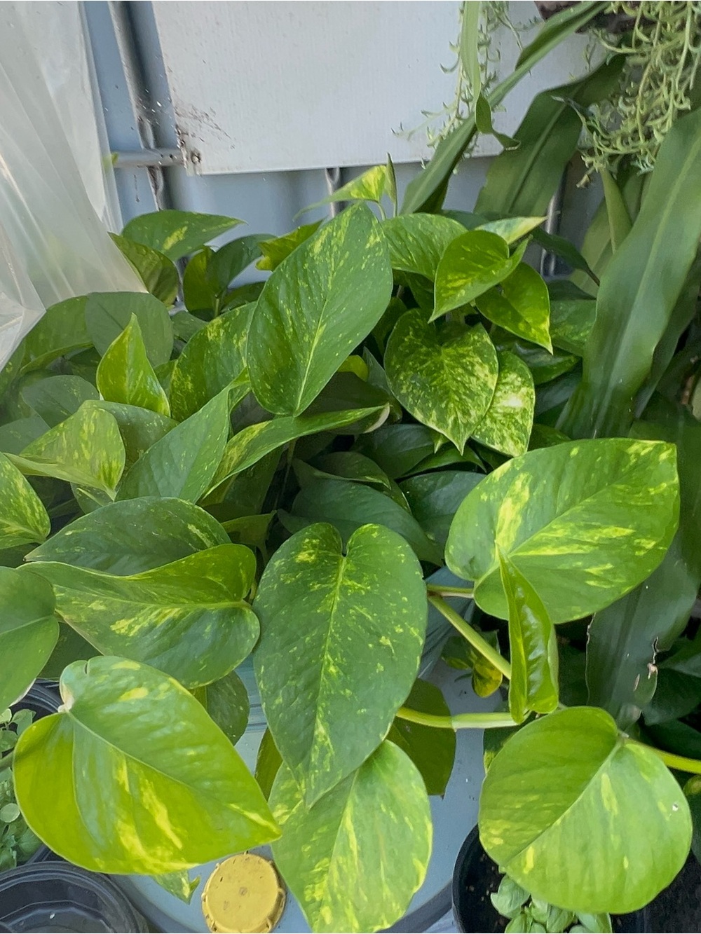 Golden Pothos 3 cuttings Unrooted